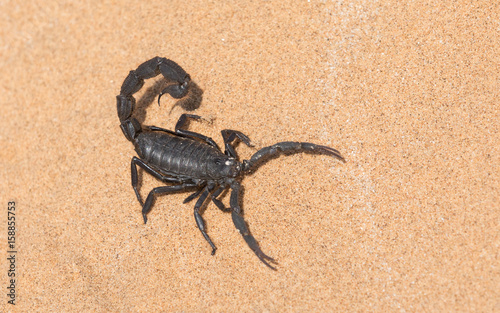 Black Hairy Thick Tailed Scorpion, Namibia
