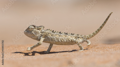 Namaqua Chameleon, Swakopmund, Namibia