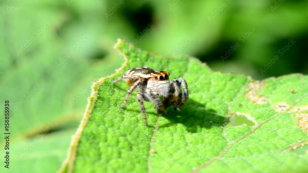 Close up of jumping spider on leaves. Close up of jumping spider on leaves.