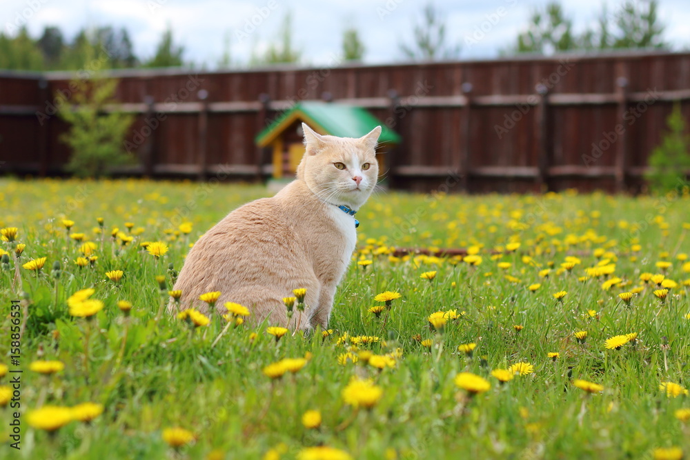 Red cat sitting on a green grass among the dandelions in the garden.