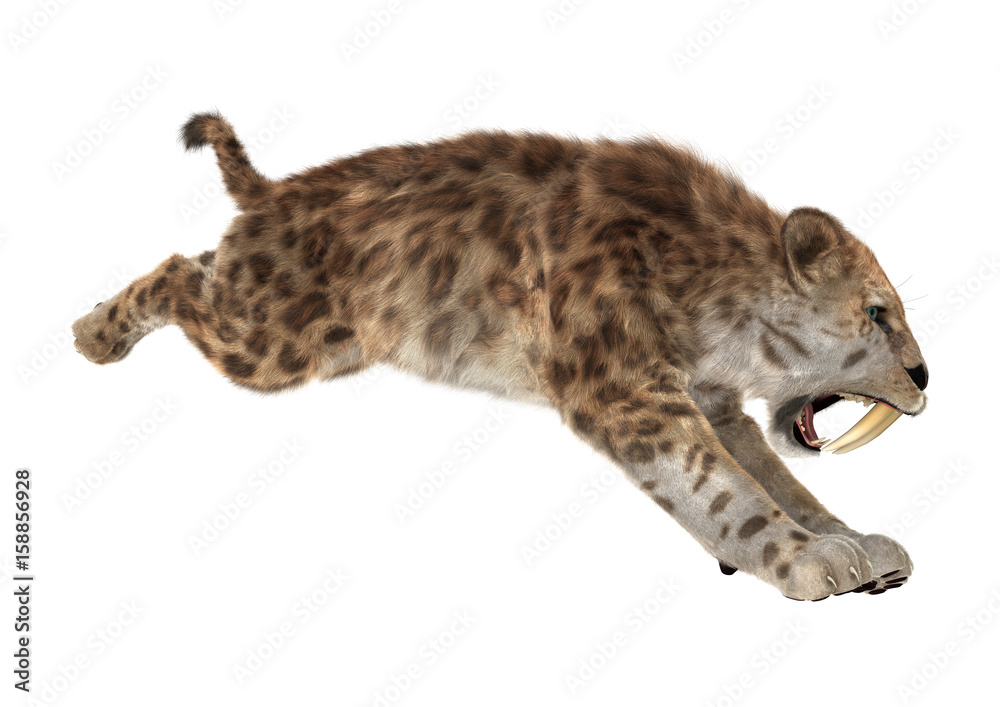 3D Rendering Saber Tooth Tiger on White 3D Rendering Saber Tooth Tiger on White