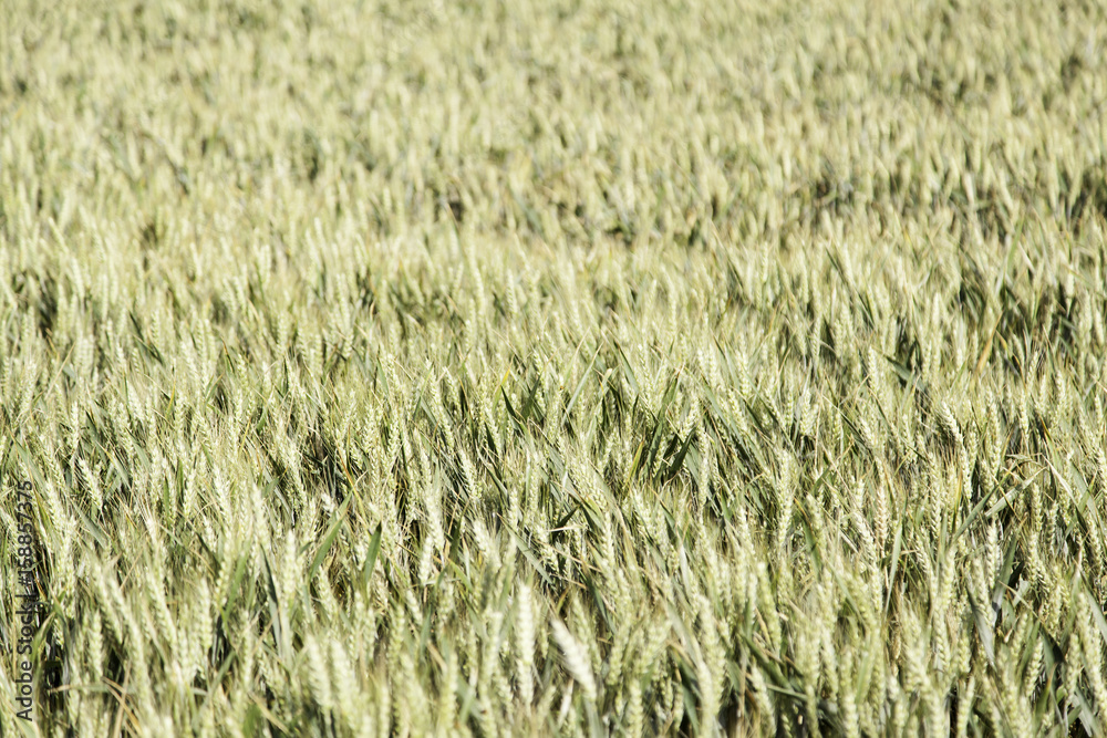Field of natural wheat Field of natural wheat