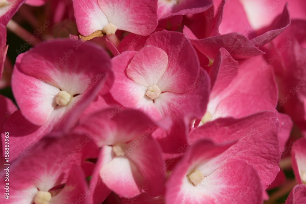 Fototapeta premium Fiori di Ortensia