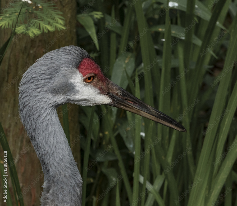 Fototapeta premium Sandhill Crane