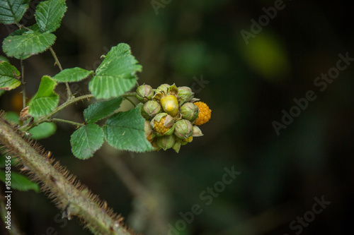 berries in nepal