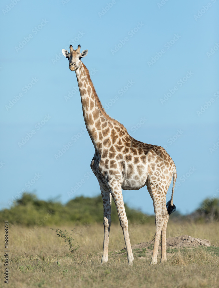 Female Southern Giraffe, Botswana Female Southern Giraffe, Botswana