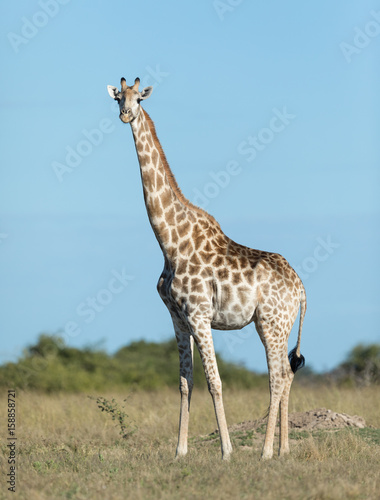 Female Southern Giraffe, Botswana