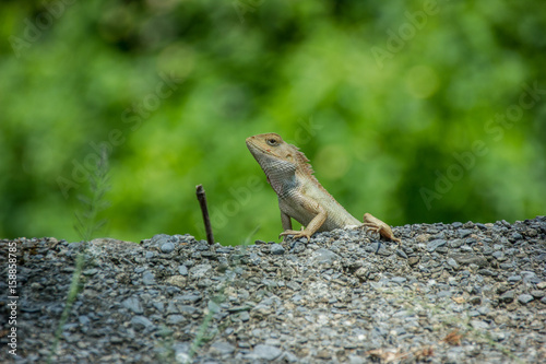 lizard