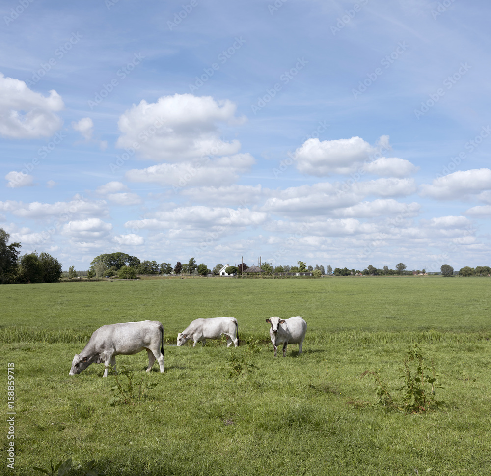 gasconne cows in green meadow near amsterdam in holland