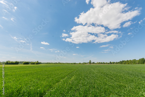 Green meadow under blue sky with clouds. Nature landscape.