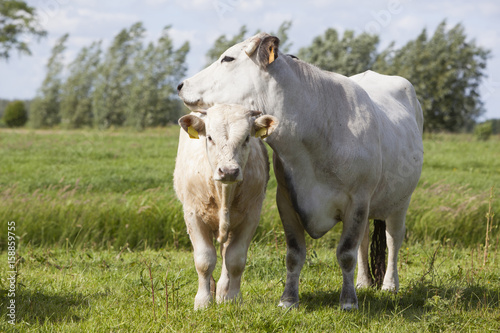 gasconne cow and calf in green meadow near amsterdam in holland © ahavelaar