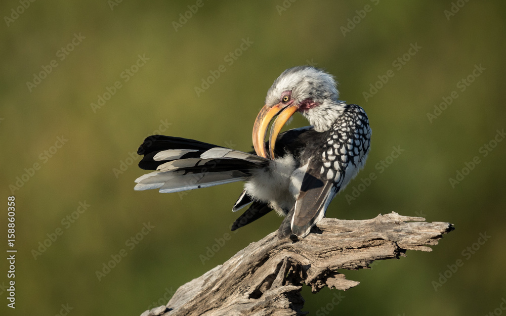 Fototapeta premium Yellow Billed Hornbill preening, Botswana