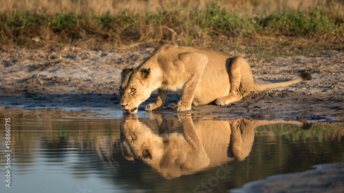 Lioness drinking, Savuti, Botswana