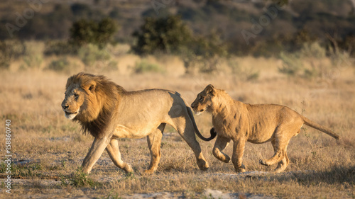 Two Male Lions running, Savuti, Botswana