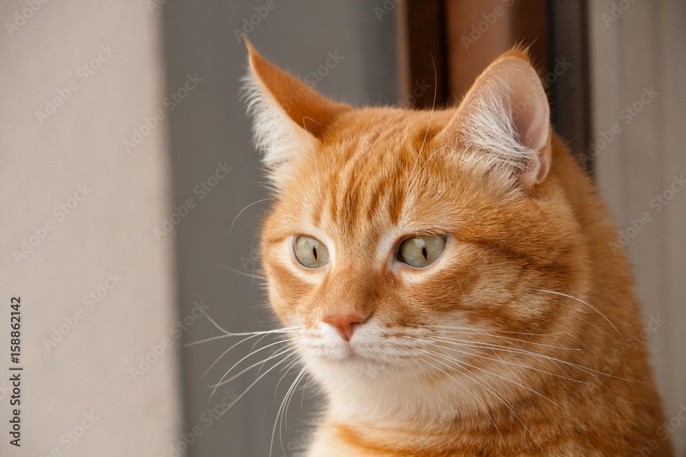 Orange cat