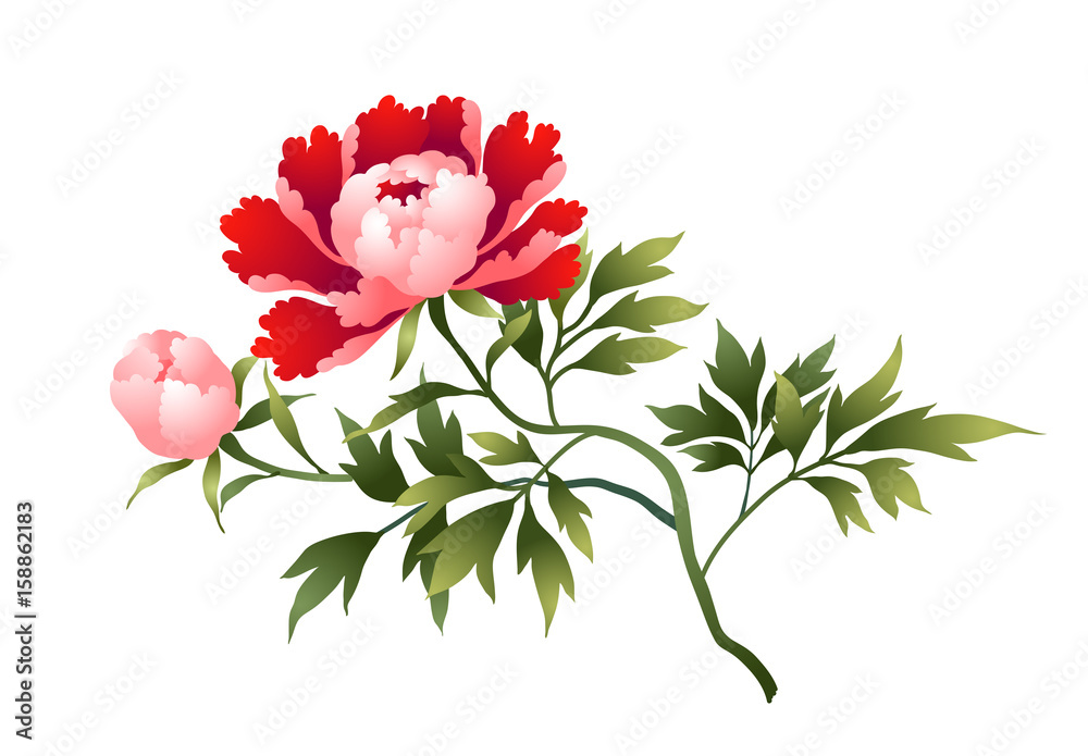 Peony flower illustration isolated on white Peony flower illustration isolated on white
