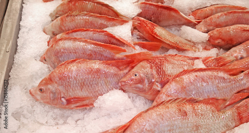 Group of Red Nile Tilapia on Ice