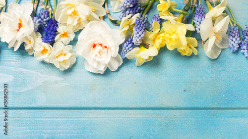 Fototapeta Naklejka Na Ścianę i Meble -  Frame  from colorful spring tulips, narcissus, muscaries flowers on blue wooden background.