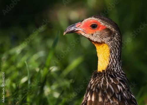 Male yellow-necked francolin