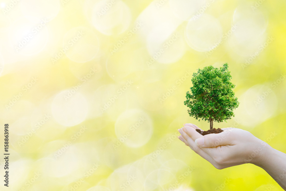 Ecology concept Human hands holding big plant tree with on blurred sunset background world environment day