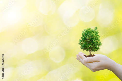Ecology concept Human hands holding big plant tree with on blurred sunset background world environment day