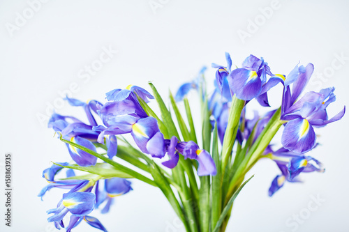 Freshly cut bouquet of beautiful irises against white background
