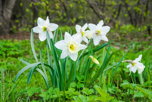 White flowers of Large Cupped Daffodil, White Narcissus hybrid photo