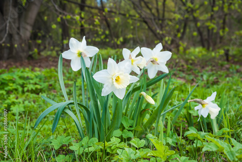 White flowers of Large Cupped Daffodil, White Narcissus hybrid photo