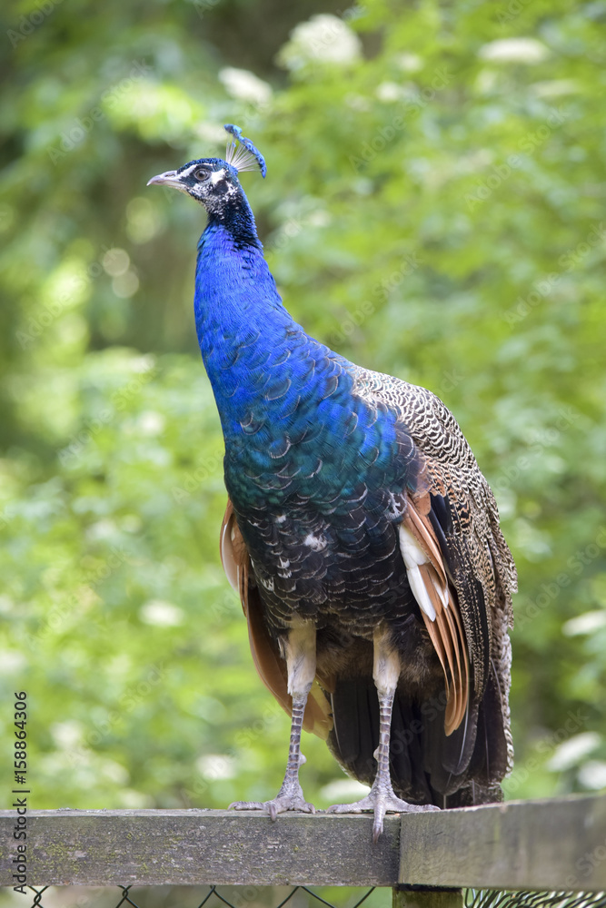 Obraz premium Free Blue Peacock 