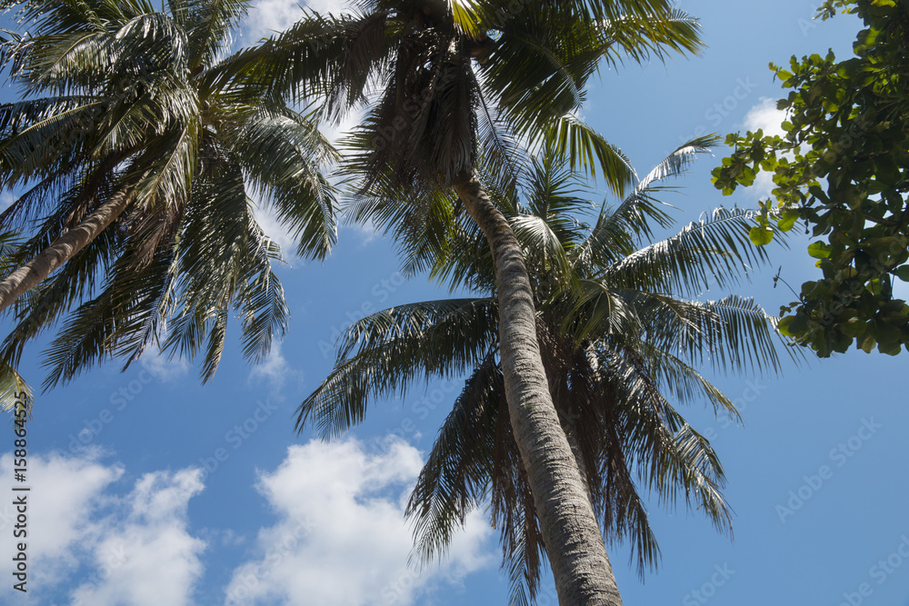 Fototapeta premium coconut palm tree with blue sky background