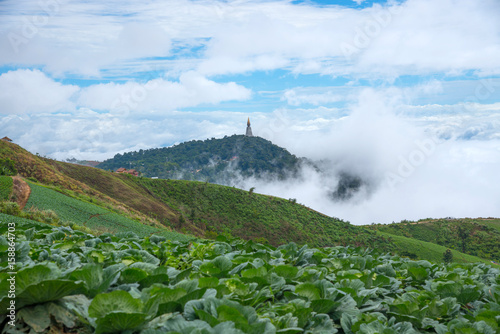 Beautiful sea of mist and cabbage field at Phu Thub Boek, Thailand