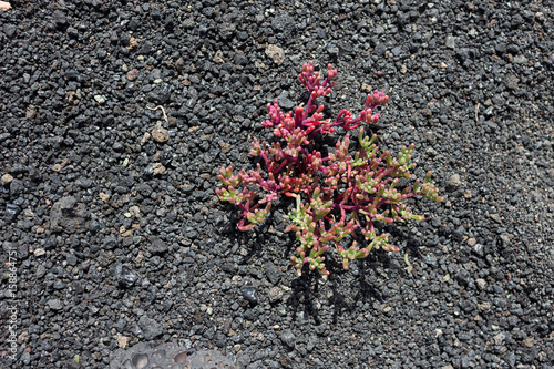 Wild plant on vocanic rock lapilli, Lanzarote -  Timanfaya National Park, Canary Islands
 photo