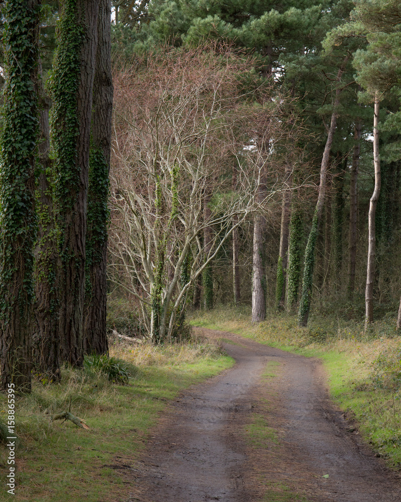 Fototapeta premium path