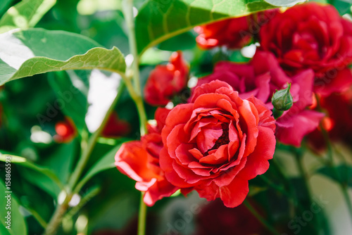 Beautiful Red Roses Garden In Summer