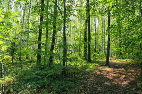 czech forest