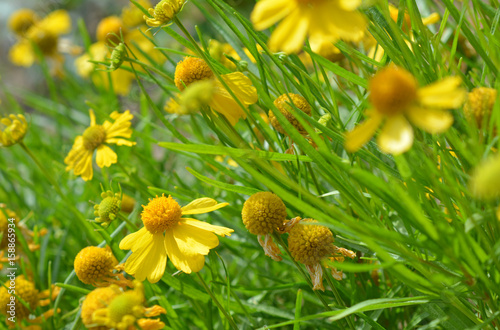 Jolie petite fleur jaune