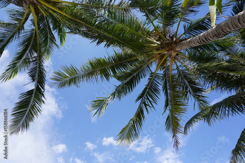 palma kokosowa © Jowita