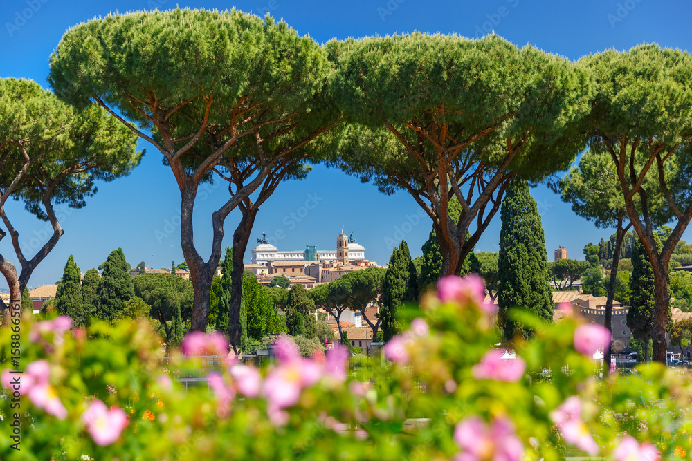 Naklejka premium Altare della Patria as seen from Rome Rose Garden in the sunny day with roses and Stone pine trees in the foreground, Rome, Italy