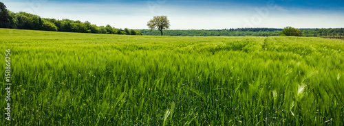 champ de blé