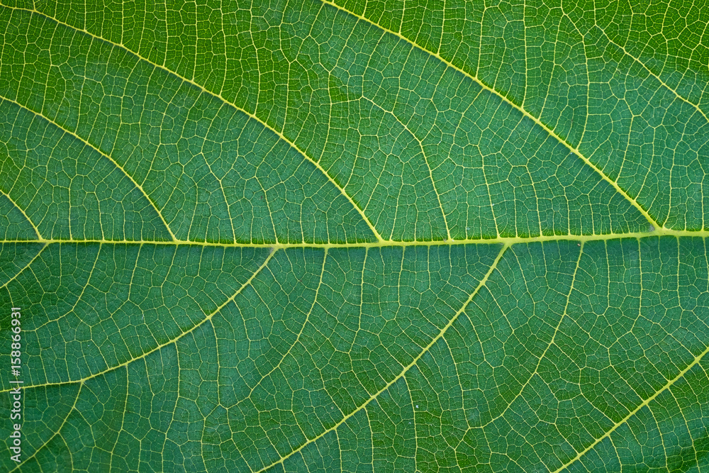 Obraz premium Detail green leaf background