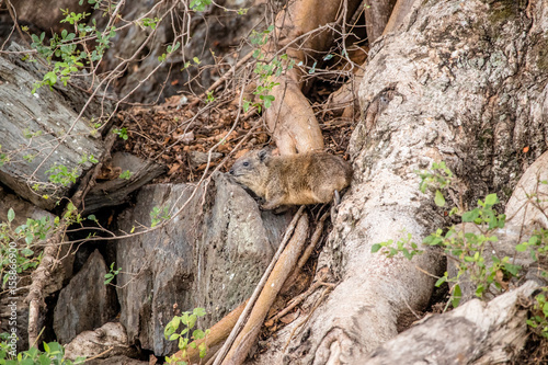 Hyrax camouflaged in the rocks, Africa