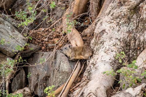 Hyrax camouflaged in the rocks, Africa