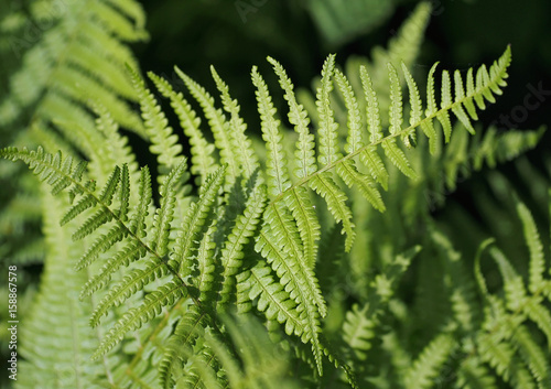 Green leaves of a fern as background