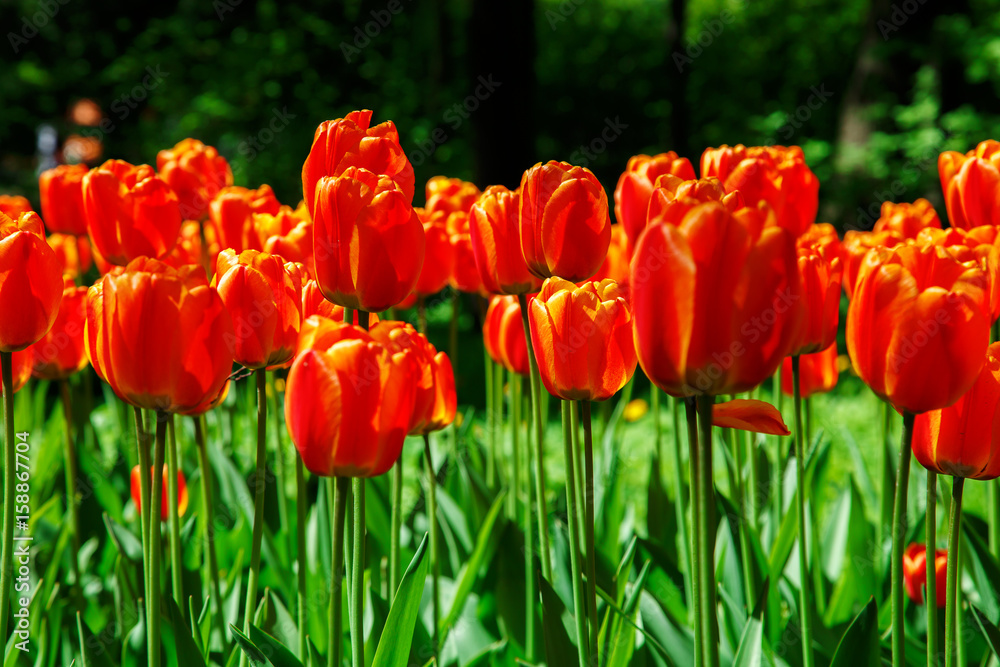 Amazing blooming tulips in the spring city park.