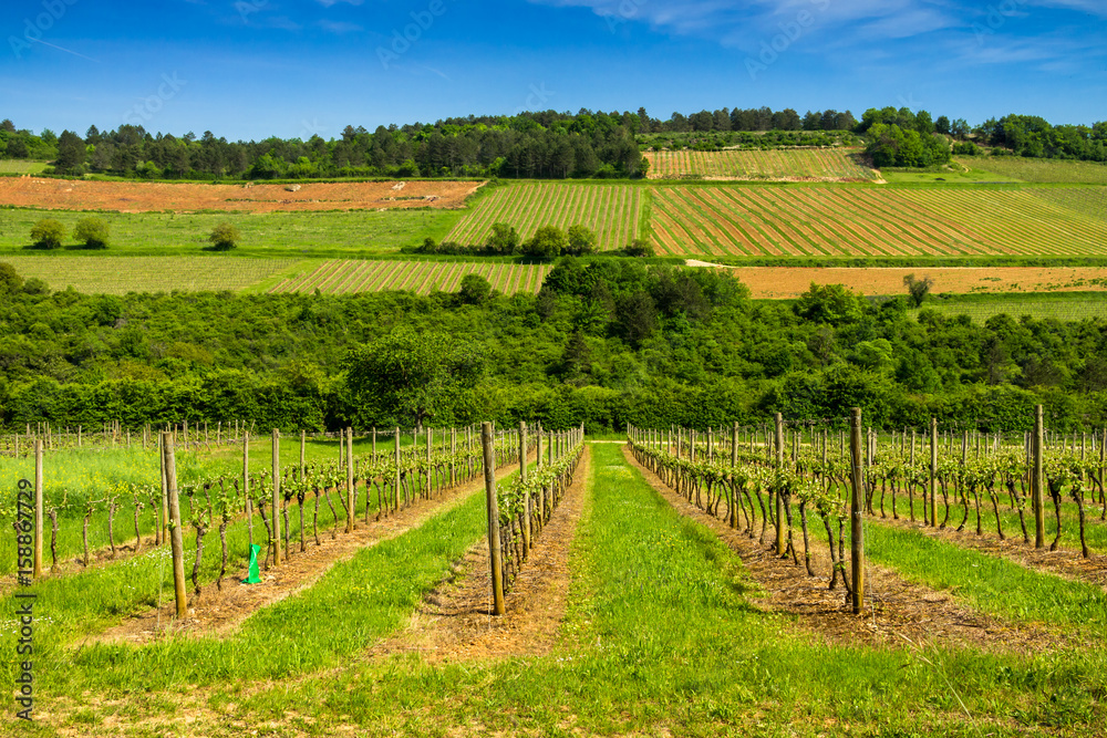 vignes de Hautes Côtes