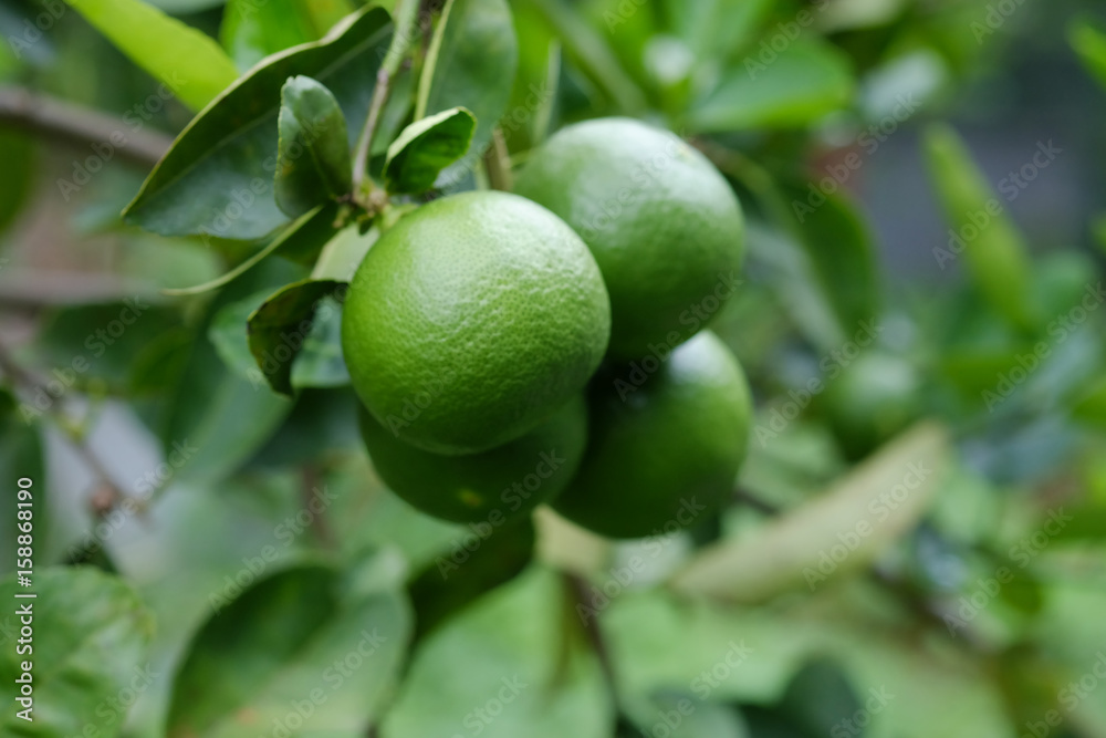 Lime tree with fruits closeup select focus. Raw materials of food Thailand. Lime tree with fruits closeup select focus. Raw materials of food Thailand.