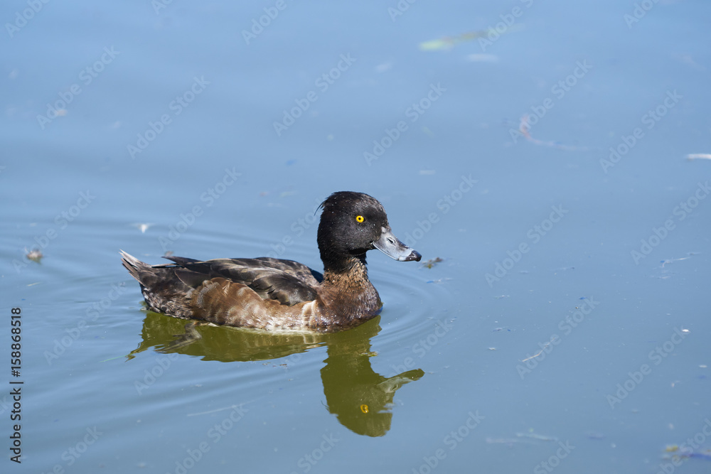 Female Tufted duck with reflection on water of pond in park Female Tufted duck with reflection on water of pond in park