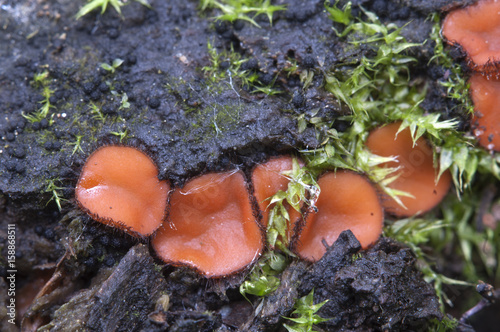 Scutellinia sp. fungus photo