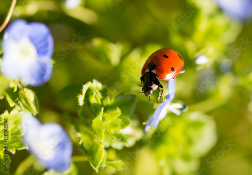 Ladybug on small blue flowers in nature