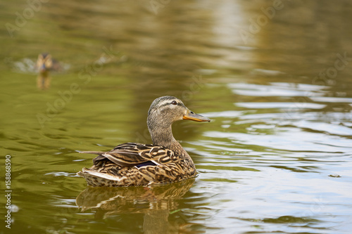 Female duck swimming with a small duckling behind on a lake